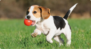 Dog with ball