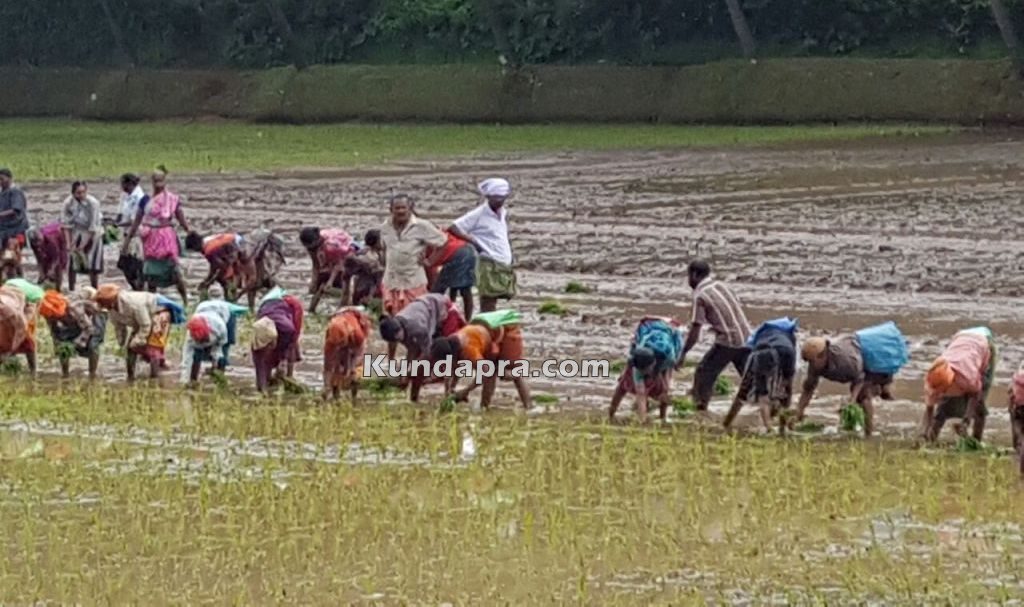 Thaggarse Kambala Gadde (1)
