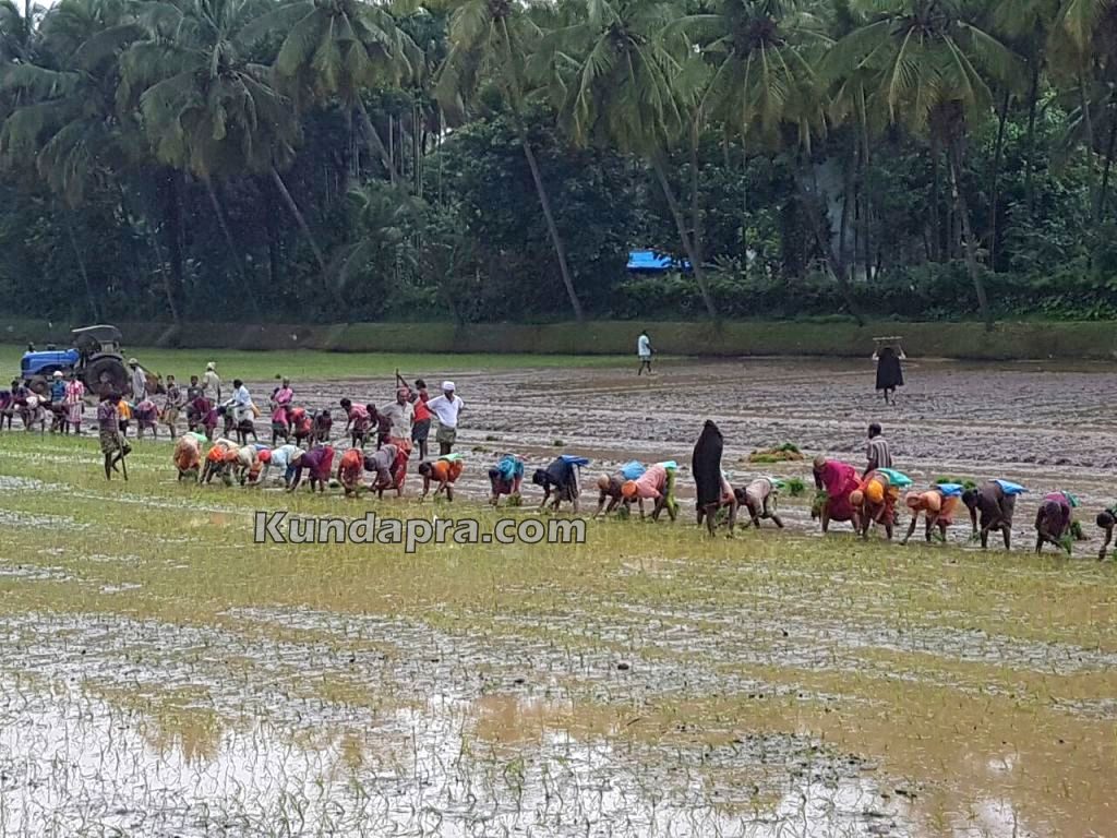 Thaggarse Kambala Gadde (2)