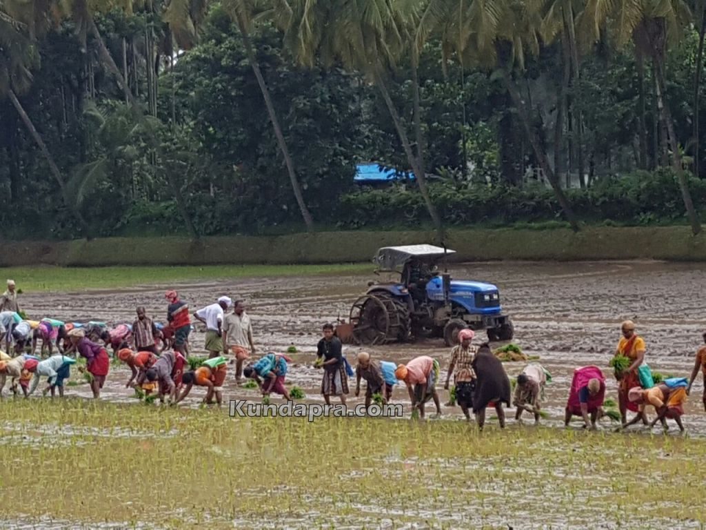 Thaggarse Kambala Gadde (4)