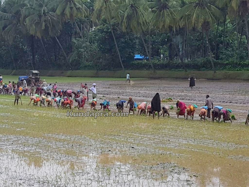 Thaggarse Kambala Gadde (5)