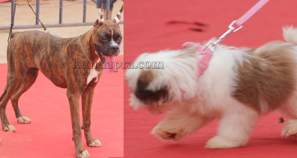 pet-dog1
