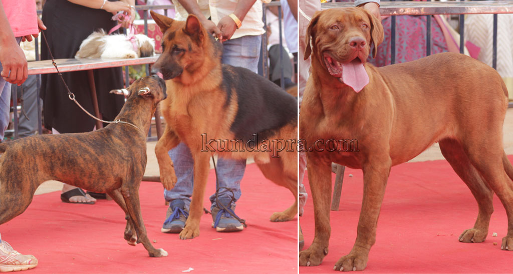 pet-dog2