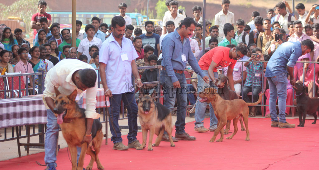 pet-dog3