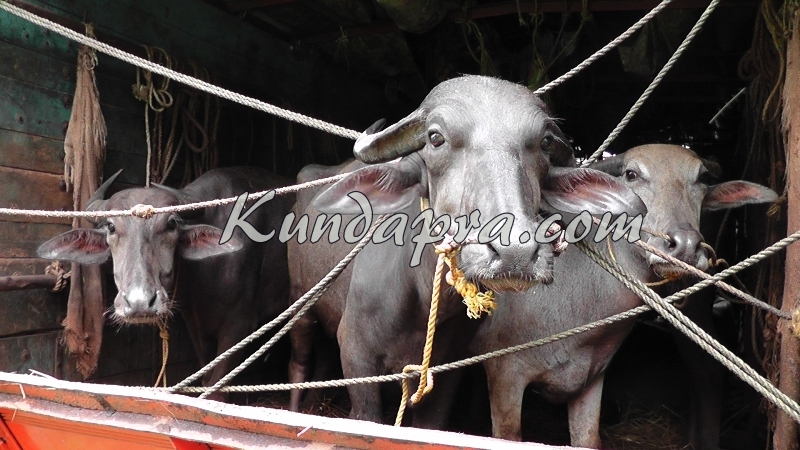 ಅಕ್ರಮ ಕೋಣಗಳ ಸಾಗಾಟ : ಆರೋಪಿಗಳು ಪರಾರಿ