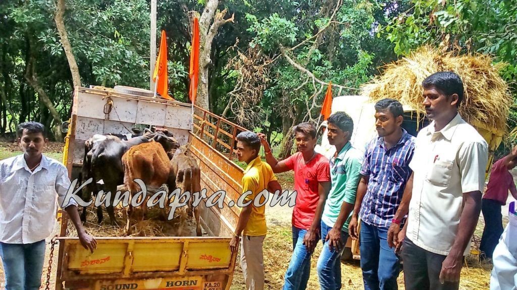 ಅಶಕ್ತ ಜಾನುವಾರುಗಳು ಗೋಶಾಲೆಗೆ ರವಾನೆ