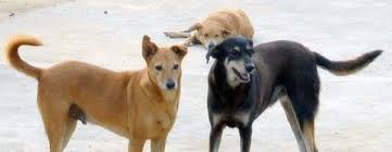 ಗಂಗೊಳ್ಳಿಯಲ್ಲಿ ಹೆಚ್ಚಿದ ಬೀದಿ ನಾಯಿಗಳ ಹಾವಳಿ