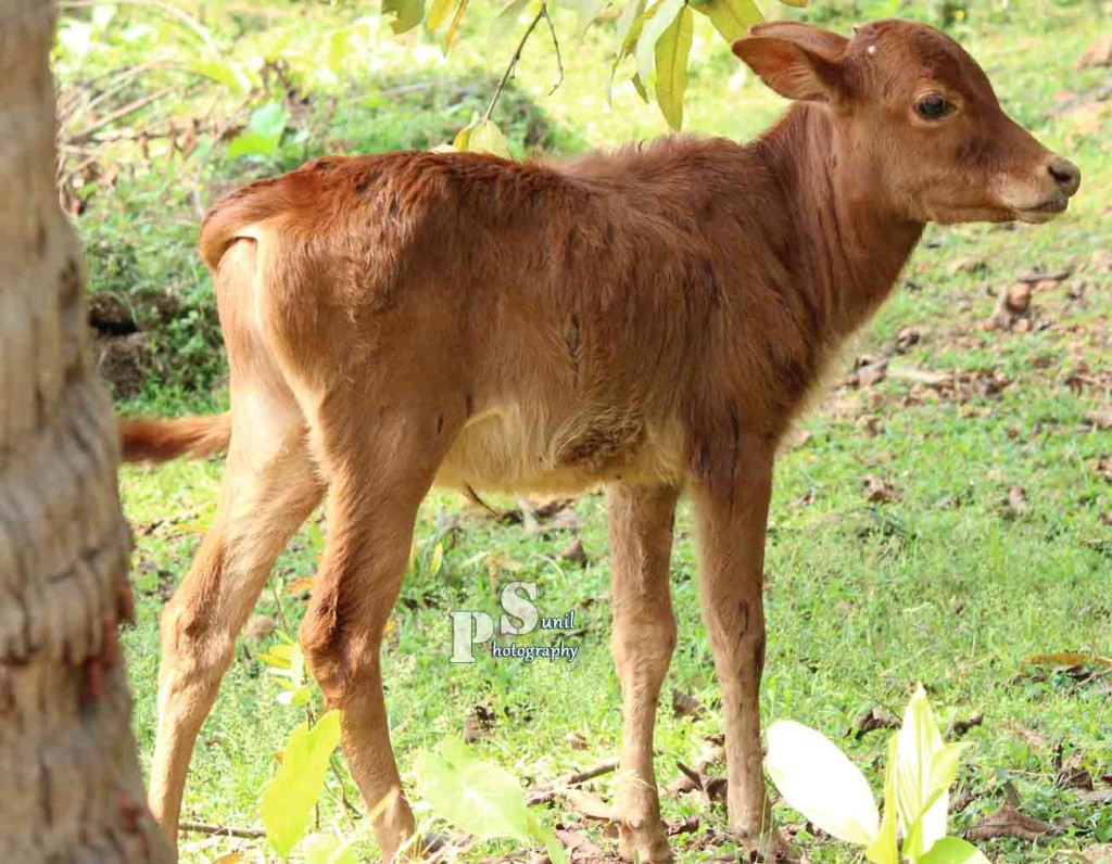 ಅ.4: ಇಂದಿನಿಂದ 4ದಿನ ಗೋ ಸಮ್ಮೇಳನ