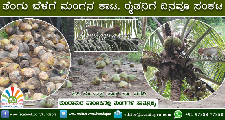 ತೆಂಗಿನ ಬೆಳೆಗೆ ಮಂಗನ ಕಾಟ; ರೈತರಿಗೆ ಸಂಕಟ