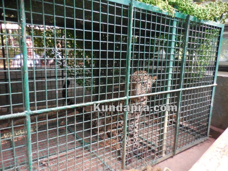 ಯಡ್ಯಾಡಿ-ಮತ್ಯಾಡಿ: ಬಾವಿಗೆ ಬಿದ್ದ ಹೆಣ್ಣು ಚಿರತೆಯ ರಕ್ಷಣೆ