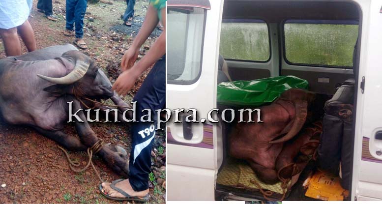 ಬೈಂದೂರು: ಅಮಾನುಷವಾಗಿ ಕೋಣ ಸಾಗಿಸುತ್ತಿದ್ದ ಇರ್ವರ ಬಂಧನ