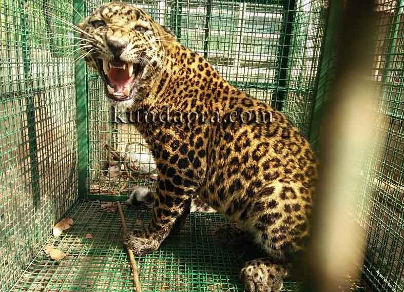 ಉಳ್ಳೂರು-74: ಬಾವಿಗೆ ಬಿದ್ದ ಚಿರತೆಯ ರಕ್ಷಣೆ