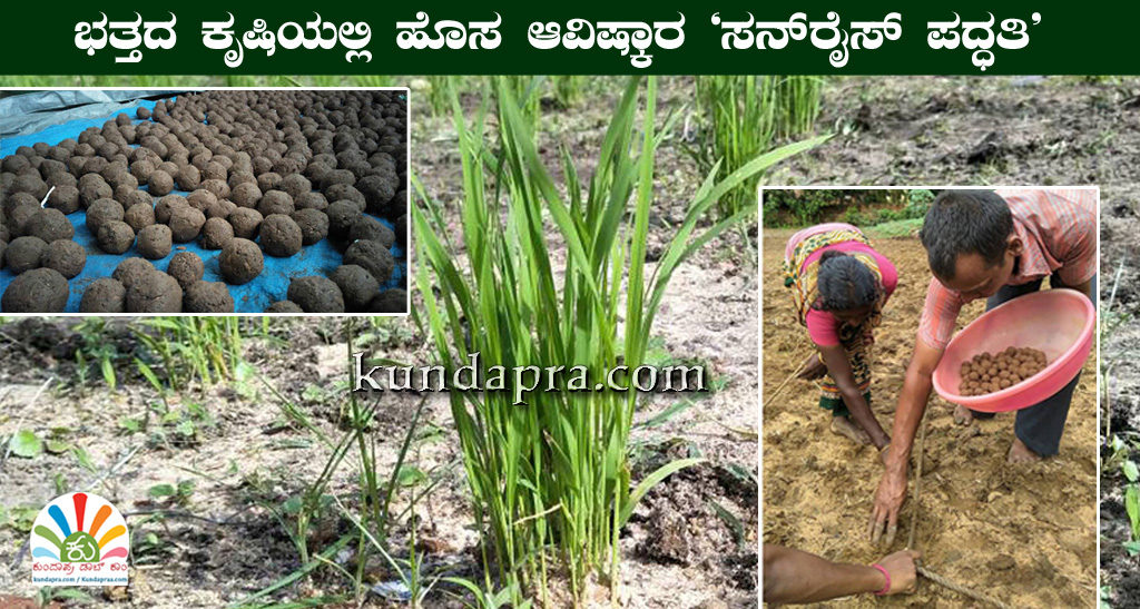 ಭತ್ತದ ಕೃಷಿಯಲ್ಲಿ ಹೊಸ ಆವಿಷ್ಕಾರ ‘ಸನ್ರೈಸ್ ಪದ್ಧತಿ’. ಕಡಿಮೆ ವಿನಿಯೋಗ, ಶ್ರಮ – ಅಧಿಕ ಇಳುವರಿ!