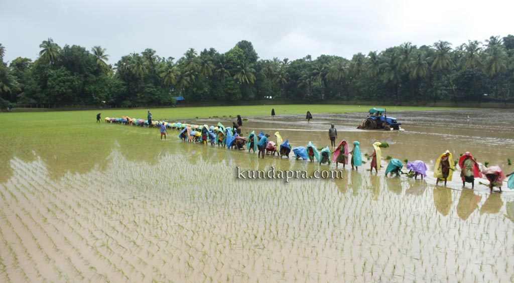 ಇತಿಹಾಸ ಪ್ರಸಿದ್ಧ ತಗ್ಗರ್ಸೆ ಕಂಬಳಗದ್ದೆಯಲ್ಲಿ ಸಾಂಪ್ರದಾಯಿಕ ನಾಟಿ ಕಾರ್ಯ