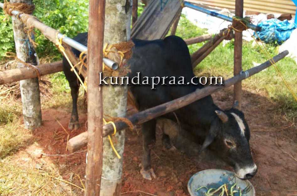 ಅಪಘಾತದಲ್ಲಿ ಗಾಯಗೊಂಡ ಗೋವಿಗೆ ಯಡ್ತರೆ ರಿಕ್ಷಾ ಚಾಲಕರಿಂದ ಆರೈಕೆ