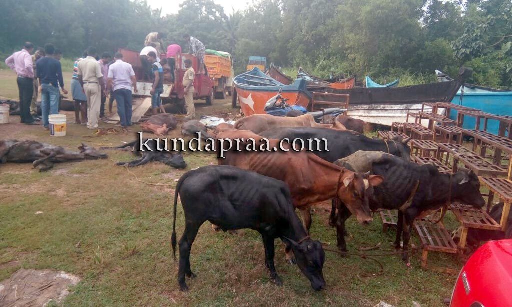 ಕಂಡ್ಲೂರಿನಲ್ಲಿ ಗೋಕಳ್ಳರ ಅಟ್ಟಹಾಸ: ಪೊಲೀಸ್ ಪೇದೆಗೆ ಗಾಯ. 11 ದನಗಳು ಮೃತ