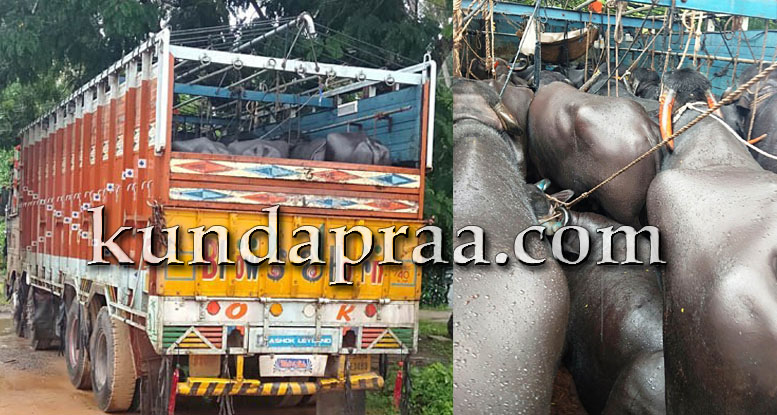 ಅಕ್ರಮ ಗೋ ಸಾಗಾಟಕ್ಕೆ ಪೊಲೀಸರೇ ಮಾಹಿತಿದಾರರು. ಇಬ್ಬರ ಬಂಧನ