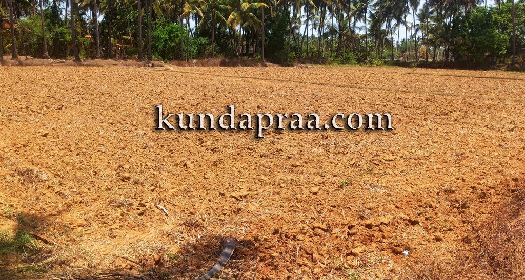 ಭತ್ತದ ಕೃಷಿಯಲ್ಲಿ ಯುವಕರ ಒಲವು: ದಾಖಲೆ ಪ್ರಮಾಣದಲ್ಲಿ ಬೀಜ, ರಸಗೊಬ್ಬರ ಖರೀದಿ