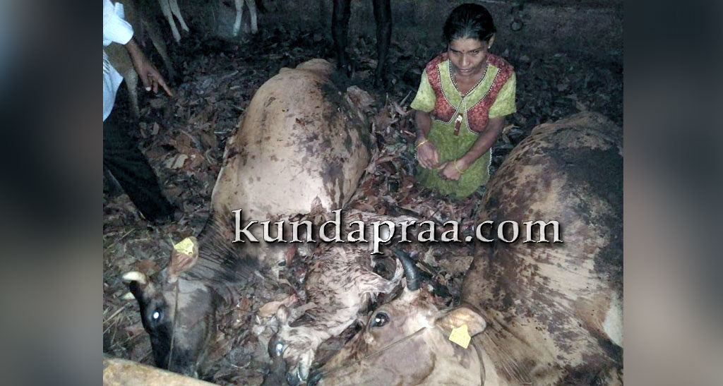 ಹೆಂಗವಳ್ಳಿ: ಸಿಡಿಲು ಬಡಿದು 2 ದನ 1 ಕರು ಸಾವು