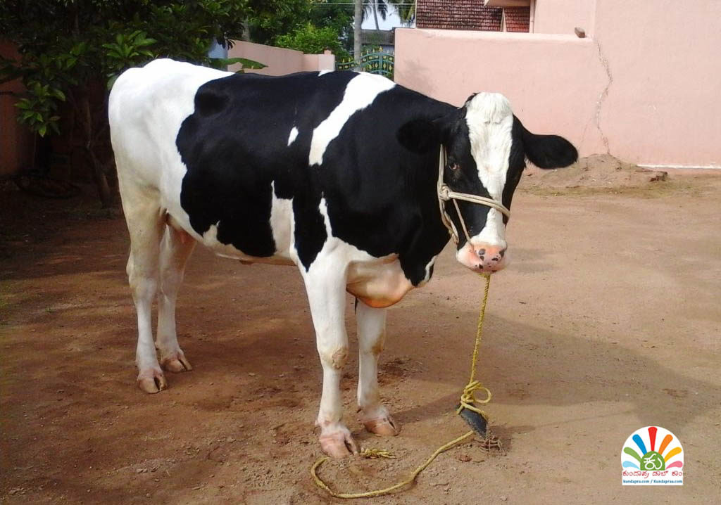 ದ.ಕನ್ನಡ ಹಾಲು ಒಕ್ಕೂಟದಿಂದ ಜಾನುವಾರುಗಳಿಗೆ ವಿಮಾ ಸೌಲಭ್ಯ