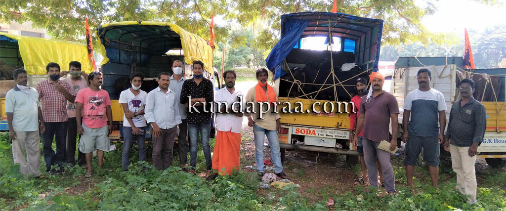ಗಂಗೊಳ್ಳಿ: ಬಿಡಾಡಿ ಜಾನುವಾರುಗಳನ್ನು ನೀಲಾವರ ಗೋಶಾಲೆಗೆ ಸಾಗಿಸಿದ ಹಿಂಜಾವೇ ಕಾರ್ಯಕರ್ತರು