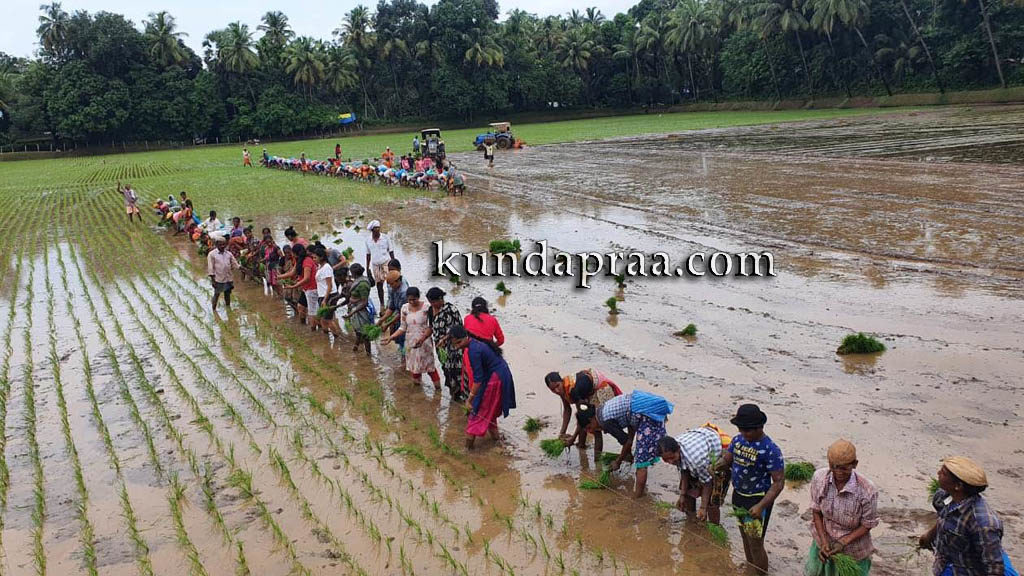 ತಗ್ಗರ್ಸೆ ಕಂಬಳಗದ್ದೆಯಲ್ಲಿ ಸಾಂಪ್ರದಾಯಿಕ ನಾಟಿ ಕಾರ್ಯ