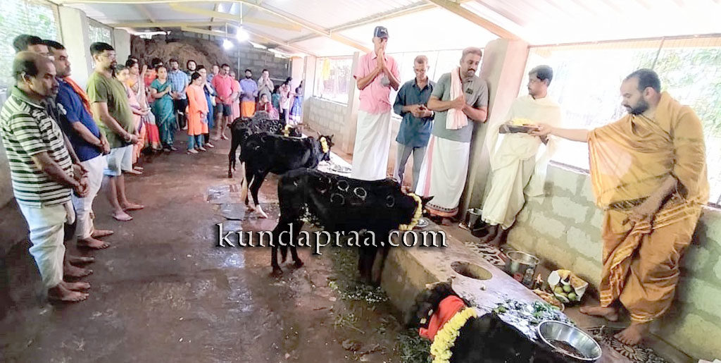 ಗುಜ್ಜಾಡಿ ಗೋಮಂದಿರದಲ್ಲಿ ಗೋಪೂಜೆ