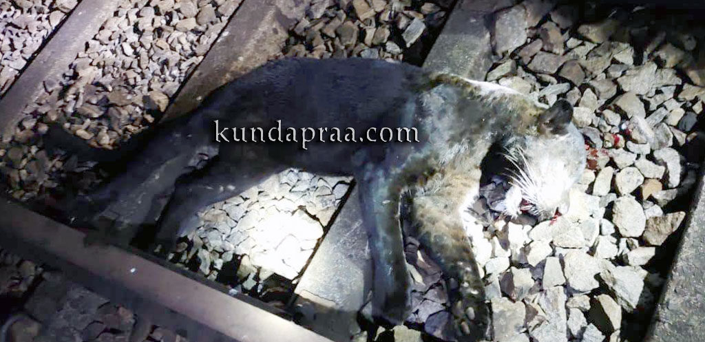 ರೈಲು ಡಿಕ್ಕಿಯಾಗಿ ಕರಿ ಚಿರತೆ ಸಾವು