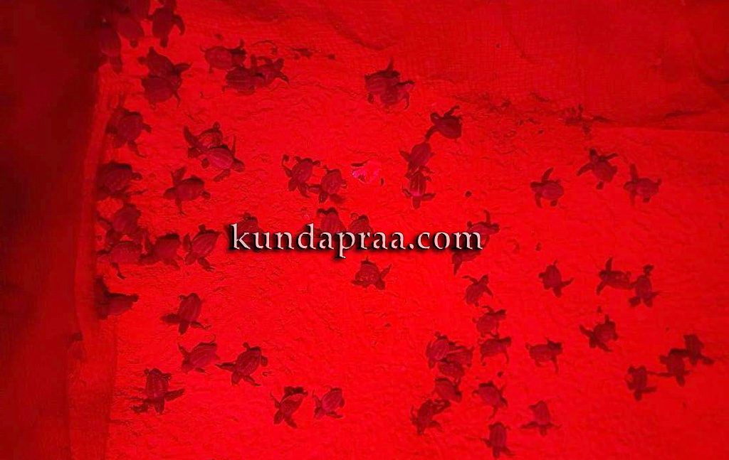 ಕೋಡಿ: ಕಡಲು ಸೇರಿದ 72 ಕಡಲಾಮೆ ಮರಿಗಳು