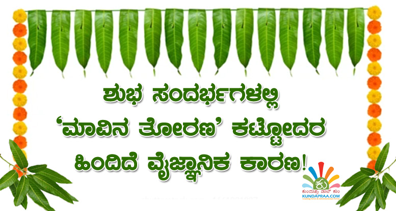ಶುಭ ಸಂದರ್ಭಗಳಲ್ಲಿ ಮಾವಿನ ತೋರಣ ಕಟ್ಟೋದರ ಹಿಂದಿದೆ ವೈಜ್ಞಾನಿಕ ಕಾರಣ!