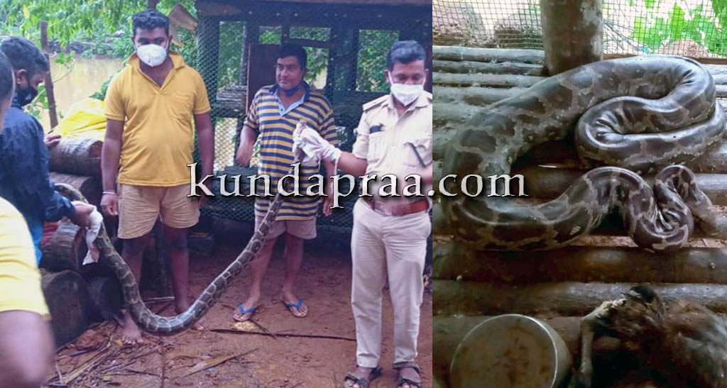 8 ಕೋಳಿ ನುಂಗಿದ ಏಳು ಅಡಿ ಉದ್ದದ ಹೆಬ್ಬಾವು ಸೆರೆ