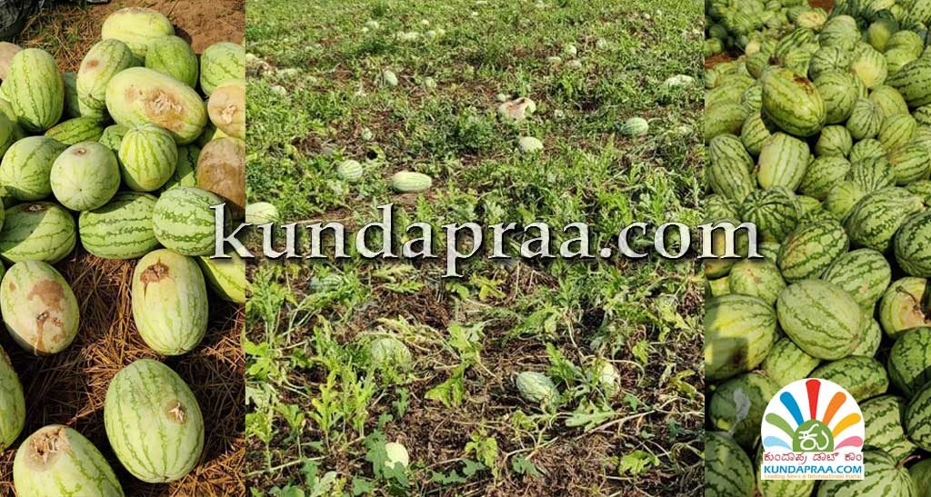 ಕಲ್ಲಂಗಡಿ ಬೆಳೆಗಿಲ್ಲ ಬೆಲೆ. ಸೂಕ್ತ ಮಾರುಕಟ್ಟೆ ಇಲ್ಲದೇ ನಷ್ಟ