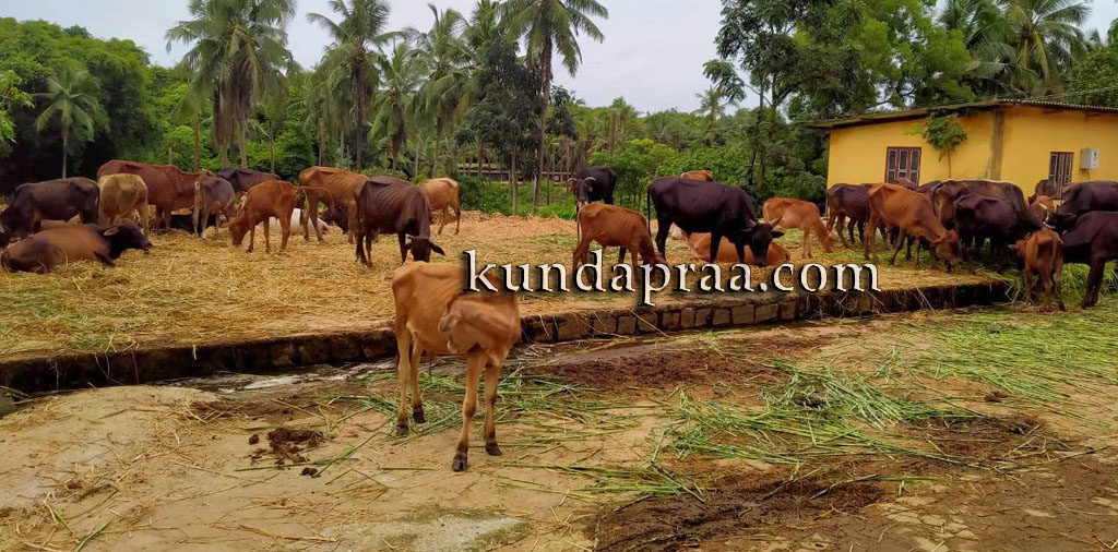 ಗುಲ್ವಾಡಿ: ಮನೆಯೊಂದರಲ್ಲಿ ಅಕ್ರವಾಗಿ ಕೂಡಿಹಾಕಿದ್ದ ದನಗಳ ರಕ್ಷಣೆ
