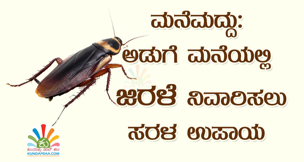 ಮನೆಮದ್ದು: ಅಡುಗೆ ಮನೆಯಲ್ಲಿ ಜಿರಳೆ ನಿವಾರಿಸಲು ಸರಳ ಉಪಾಯ