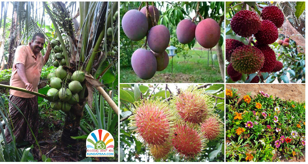 ಬೈಂದೂರು: ‘ಕರ್ನಾಟಕ ನರ್ಸರಿ’ಯಲ್ಲಿದೆ ಬಗೆ ಬಗೆಯ ಫಲ ಪುಷ್ಪಗಳ ಸಂಗ್ರಹ