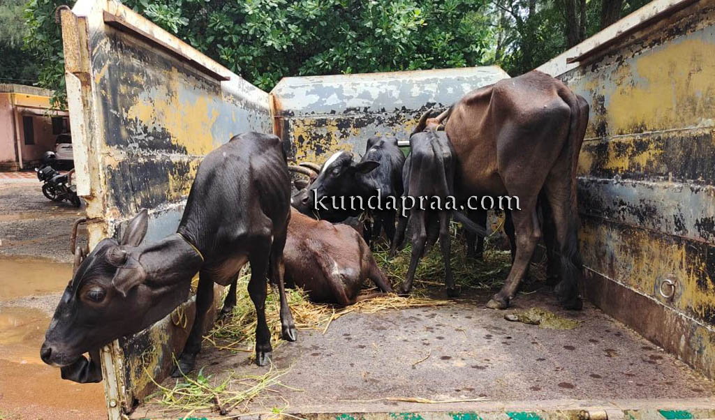 ಅಕ್ರಮ ಗೋ ಸಾಗಾಟ ಪತ್ತೆ: ಆರು ಗೋವುಗಳ ರಕ್ಷಣೆ, ಆರೋಪಿ ಪೋಲಿಸರ ವಶಕ್ಕೆ