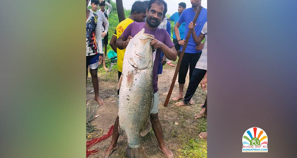 ಬಲೆಗೆ ಬಿದ್ದ 25 ಕೆ.ಜಿ ತೂಕದ ಬೃಹತ್ ಗಾತ್ರದ ಮೀನು