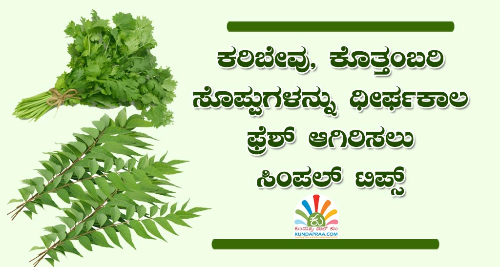 ಕರಿಬೇವು, ಕೊತ್ತಂಬರಿ ಸೊಪ್ಪುಗಳನ್ನು ಧೀರ್ಘಕಾಲ ಫ್ರೆಶ್ ಆಗಿರಿಸಲು ಸಿಂಪಲ್ ಟಿಪ್ಸ್