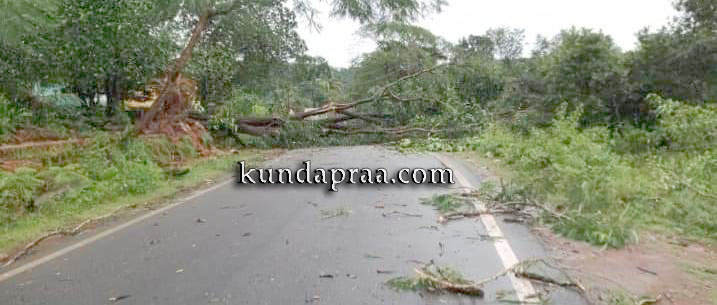 ಬಿರುಗಾಳಿಗೆ ಹೆದ್ದಾರಿ ಮೇಲೆ ಉರುಳಿದ ಮರ, ಮನೆ ತೋಟಗಳಿಗೂ ಹಾನಿ