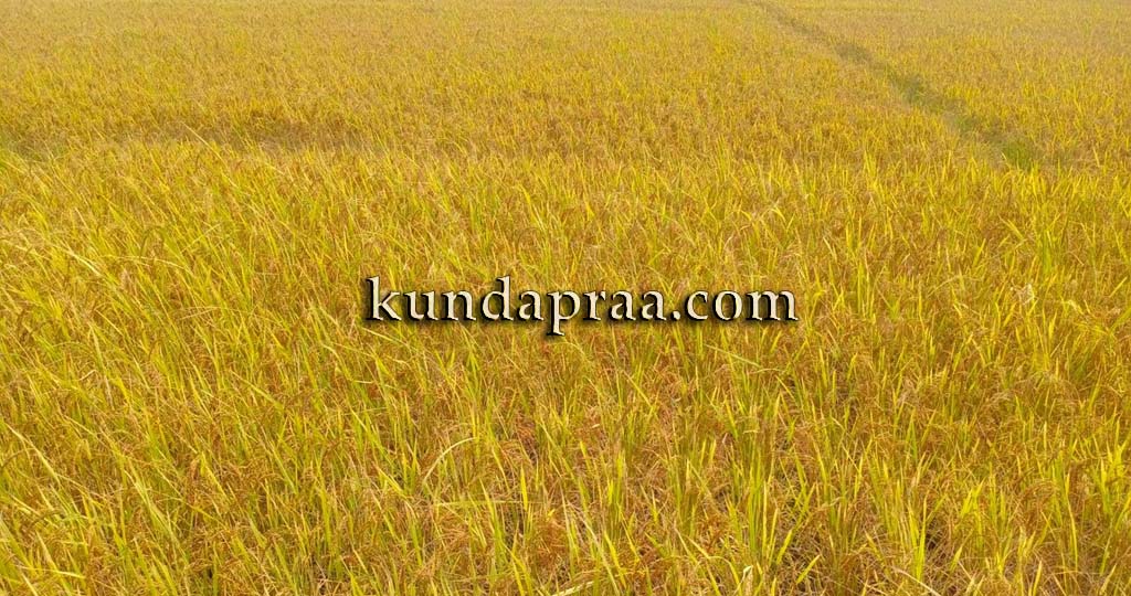 ಅಕಾಲಿಕ ಮಳೆಯಿಂದಾಗಿ ಭತ್ತ ಕಟಾವಿಗೆ ತೊಂದರೆ, ರೈತರಲ್ಲಿ ಆತಂಕ