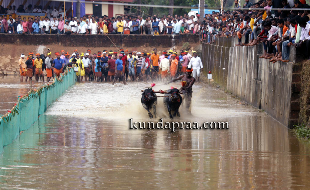 ಸಂಭ್ರಮದಿಂದ ಜರುಗಿದ ಪ್ರಸಿದ್ಧ ತಗ್ಗರ್ಸೆ ಕಂಬಳೋತ್ಸವ, ಬಹುಮಾನ ವಿತರಣೆ