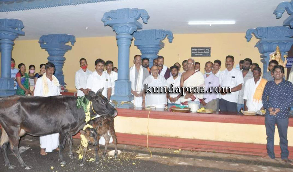 ಸೌಕೂರು ಶ್ರೀ ದುರ್ಗಾಪರಮೇಶ್ವರಿ ದೇವಳದಲ್ಲಿ ಗೋಪೂಜೆ
