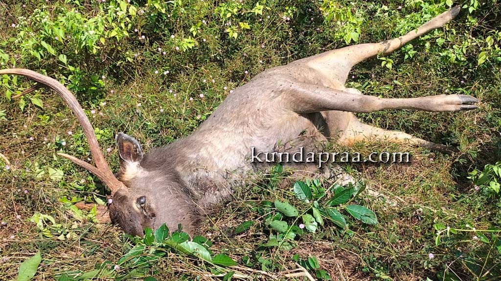ರಾಷ್ಟ್ರೀಯ ಹೆದ್ದಾರಿ ಪಕ್ಕದಲ್ಲಿ ಕಡವೆ ಕಳೆಬರ ಪತ್ತೆ