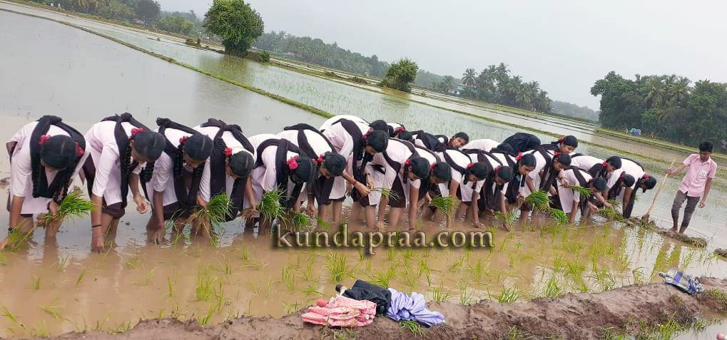 ಭತ್ತದ ನಾಟಿ ಮಾಡಿದ ಶುಭದಾ ಆಂಗ್ಲ ಮಾಧ್ಯಮ ಪ್ರೌಢಶಾಲೆ ವಿದ್ಯಾರ್ಥಿಗಳು