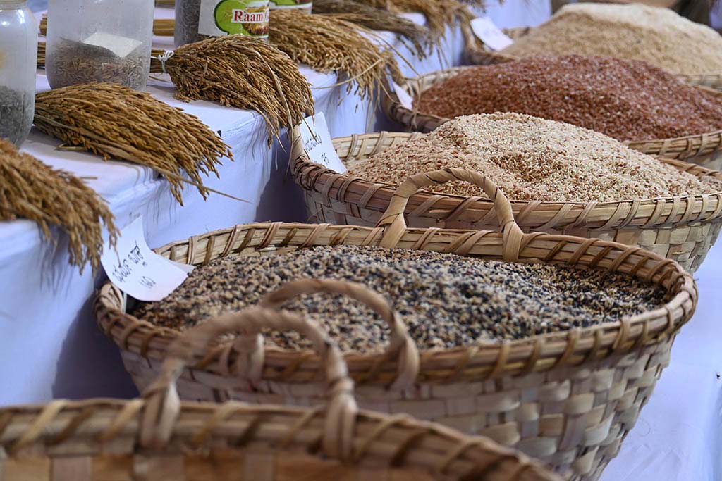 ಕೃಷಿಮೇಳದ ಪ್ರದರ್ಶನದಲ್ಲಿ 150ಕ್ಕೂ ಅಧಿಕ ಭತ್ತದ ತಳಿಗಳು