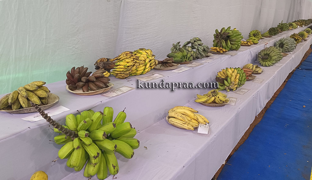 ಕೃಷಿಸಿರಿಯ ಸೊಬಗು: ಬಹುತಳಿಯ ಬಾಳೆಹಣ್ಣುಗಳ ಬೆರಗು