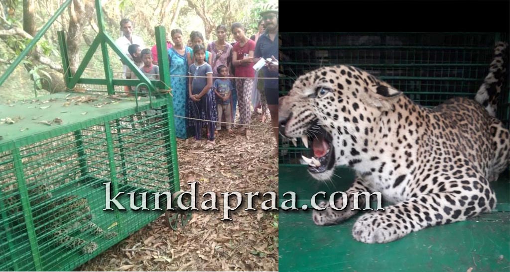 ತೆಕ್ಕಟ್ಟೆಯಲ್ಲಿ ಆಪರೇಷನ್ ಚೀತಾ ಯಶಸ್ವಿ. 4 ವರ್ಷಗಳಲ್ಲಿ 7 ಚಿರತೆ ಸೆರೆ!