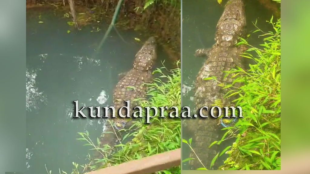 ನಾಗೂರು: ಬಾವಿಯಲ್ಲಿ ಕಾಣಿಸಿಕೊಂಡ ಬೃಹತ್ ಮೊಸಳೆ. ಸೆರೆಗೆ ಕೇಜ್ ಇರಿಸಿದ ಅರಣ್ಯ ಇಲಾಖೆ