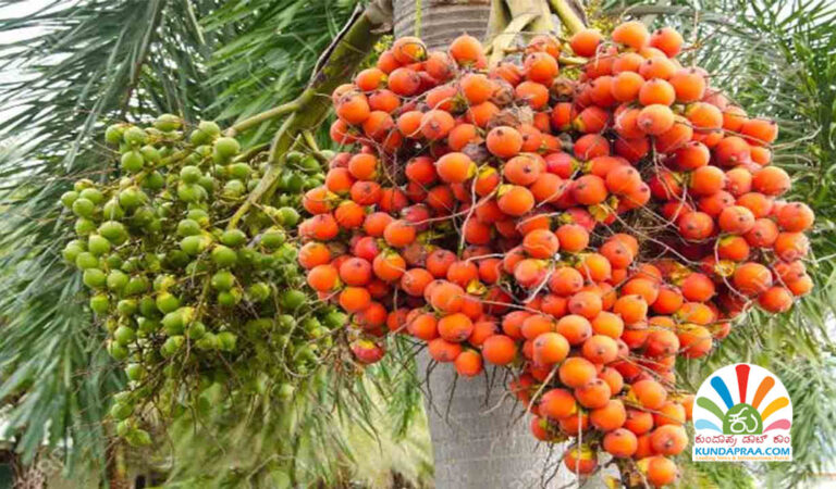 ಅಡಿಕೆ ಎಲೆ ಚುಕ್ಕೆ ರೋಗ ನಿಯಂತ್ರಣ ಔಷಧಿ ಖರೀದಿಗೆ ಸಹಾಯಧನ